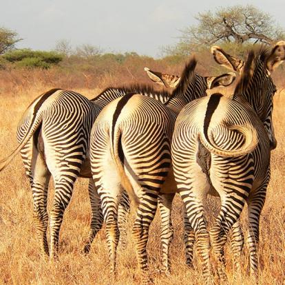 A Découvrir au Kenya - Le Parc National de Meru