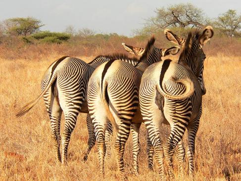 A Découvrir au Kenya - Le Parc National de Meru