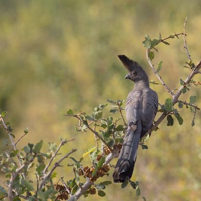 A Découvrir au Kenya - Le Parc National de Meru