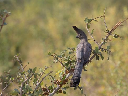 A Découvrir au Kenya - Le Parc National de Meru
