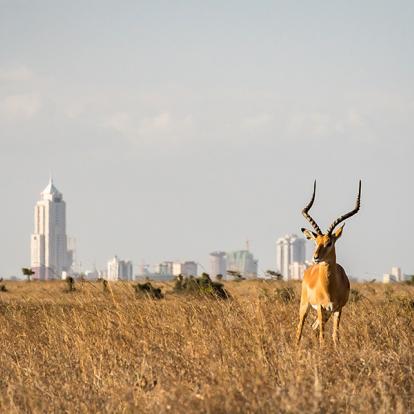 A Découvrir au Kenya - Le Parc National de Nairobi