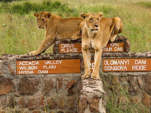 A Découvrir au Kenya - Le Parc National de Nairobi