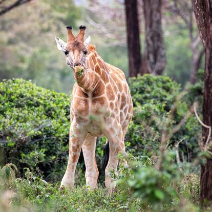 A Découvrir au Kenya - Le Parc National de Nairobi
