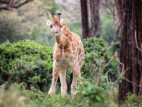 A Découvrir au Kenya - Le Parc National de Nairobi
