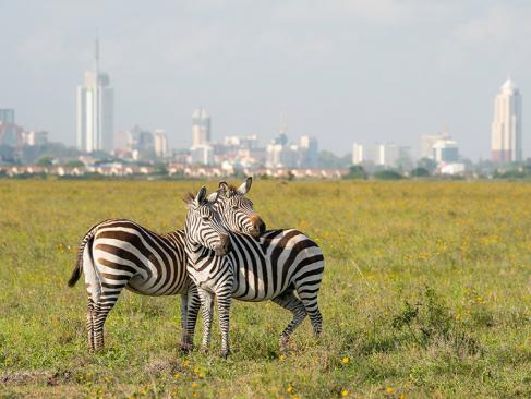 A Découvrir au Kenya - Le Parc National de Nairobi