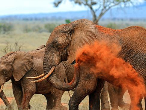 Le Parc National De Tsavo Est A Découvrir au Kenya - Le Parc National de Tsavo