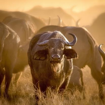 Parc National De Tsavo Ouest A Découvrir au Kenya - Le Parc National de Tsavo