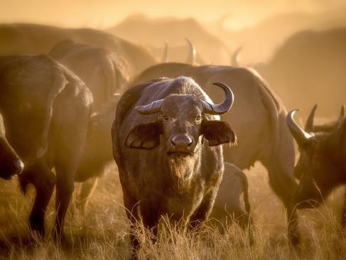Parc National De Tsavo Ouest A Découvrir au Kenya - Le Parc National de Tsavo