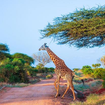 Le Parc National De Tsavo Est A Découvrir au Kenya - Le Parc National de Tsavo