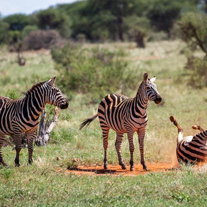 Le Parc National De Tsavo Est A Découvrir au Kenya - Le Parc National de Tsavo