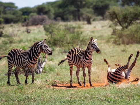 Le Parc National De Tsavo Est A Découvrir au Kenya - Le Parc National de Tsavo
