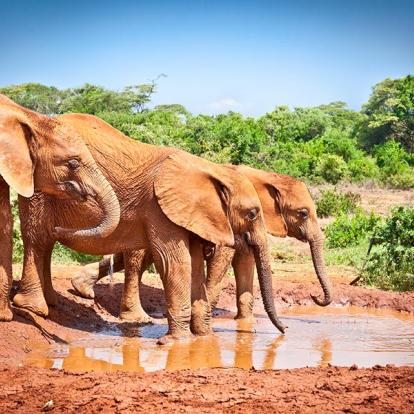 Parc National De Tsavo A Découvrir au Kenya - Le Parc National de Tsavo