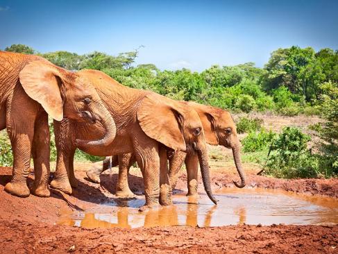 Parc National De Tsavo A Découvrir au Kenya - Le Parc National de Tsavo
