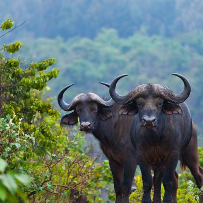 A Découvrir au Kenya - Le Parc National des Aberdares