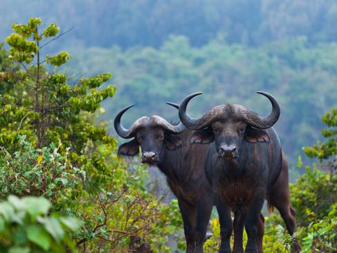 A Découvrir au Kenya - Le Parc National des Aberdares