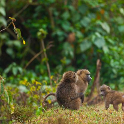 A Découvrir au Kenya - Le Parc National des Aberdares