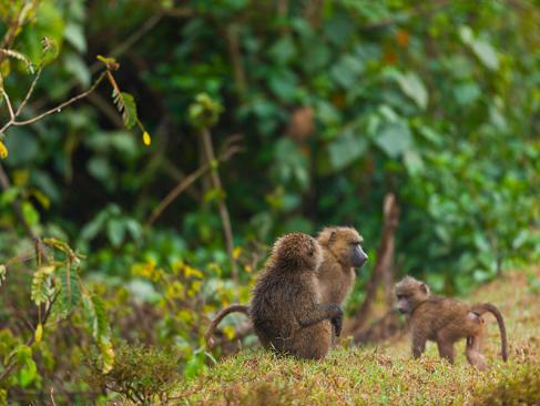A Découvrir au Kenya - Le Parc National des Aberdares
