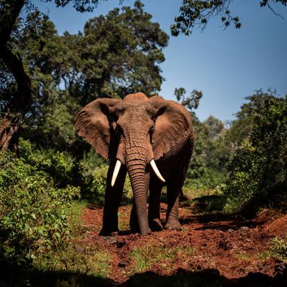 A Découvrir au Kenya - Parc National des Aberdares