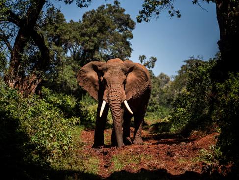 A Découvrir au Kenya - Parc National des Aberdares