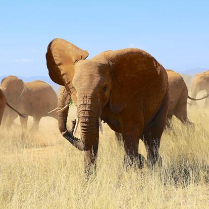 A Découvrir au Kenya - La Réserve de Samburu