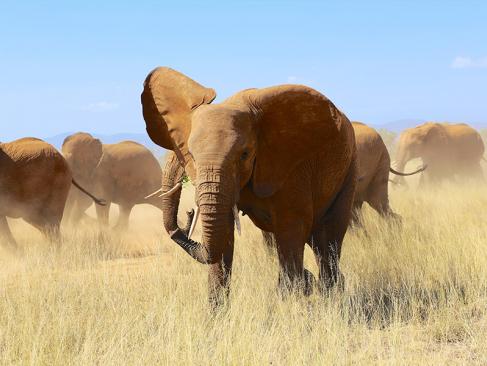 A Découvrir au Kenya - La Réserve de Samburu