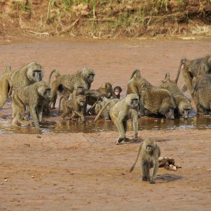 A Découvrir au Kenya - La Réserve de Samburu
