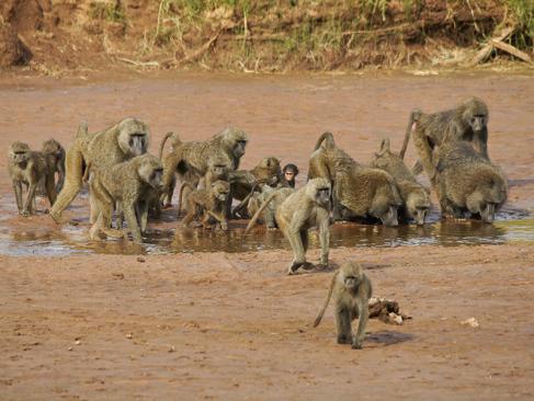 A Découvrir au Kenya - La Réserve de Samburu