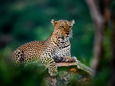 A Découvrir au Kenya - La Réserve de Samburu