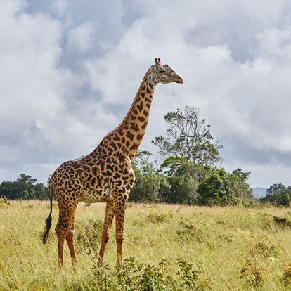 A Découvrir au Kenya - La Réserve de Shimba Hills