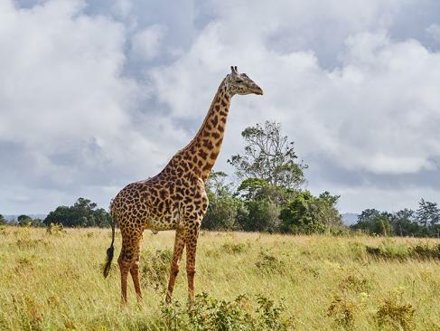 A Découvrir au Kenya - La Réserve de Shimba Hills