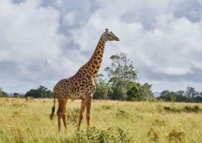 Afrique