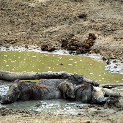 A Découvrir au Kenya - La Réserve de Shimba Hills