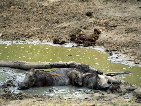 A Découvrir au Kenya - La Réserve de Shimba Hills