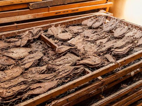 Esteli - Fabrique De Tabac A Découvrir au Nicaragua - Esteli
