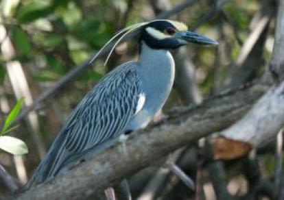 Amérique Centrale & Caraïbes