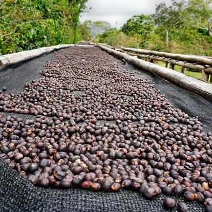 A Découvrir au Panama - Boquete