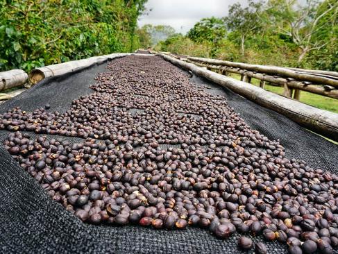 A Découvrir au Panama - Boquete