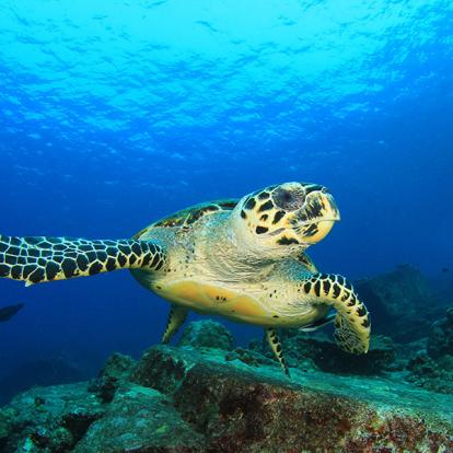A Découvrir au Panama - L'Ile Coïba