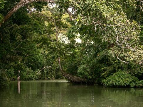 Lac Gatun A Découvrir au Panama - Panama City