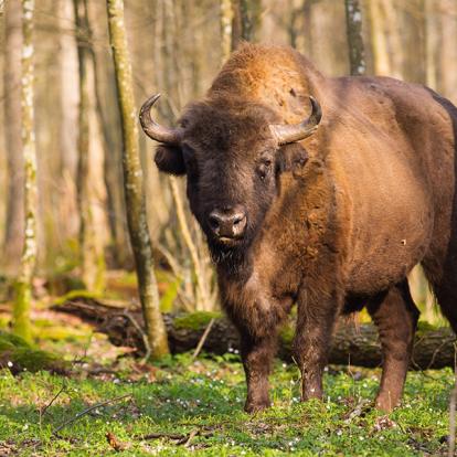 A Découvrir en Pologne - La Forêt de Bialowieza