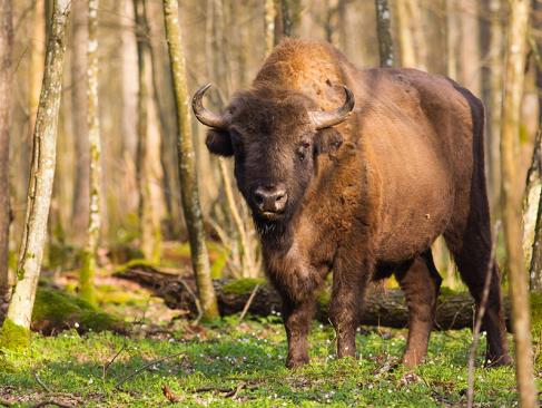 A Découvrir en Pologne - La Forêt de Bialowieza