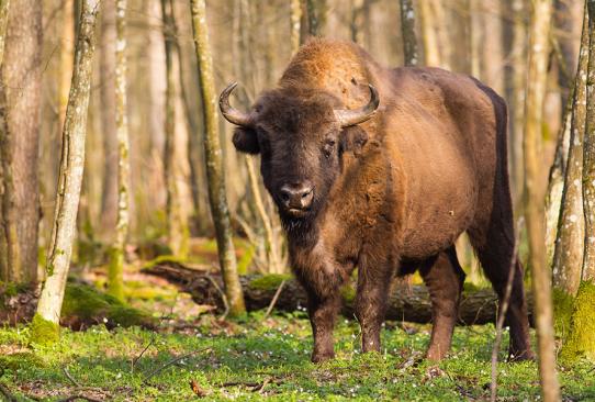 A Découvrir en Pologne - La Forêt de Bialowieza