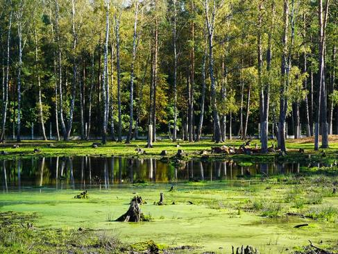A Découvrir en Pologne - La Forêt de Bialowieza