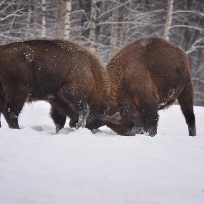 A Découvrir en Pologne - La Forêt de Bialowieza