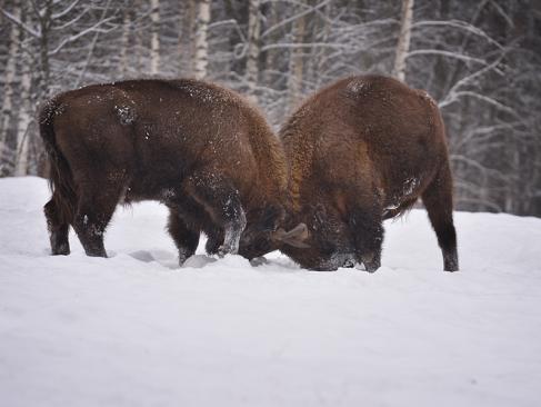 A Découvrir en Pologne - La Forêt de Bialowieza