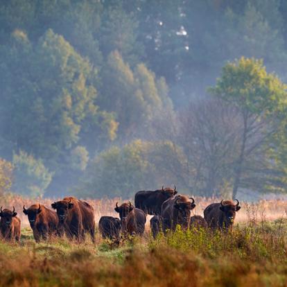A Découvrir en Pologne - La Forêt de Bialowieza