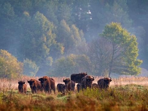 A Découvrir en Pologne - La Forêt de Bialowieza