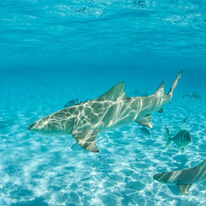 A Découvrir en Polynésie Française - Bora-Bora