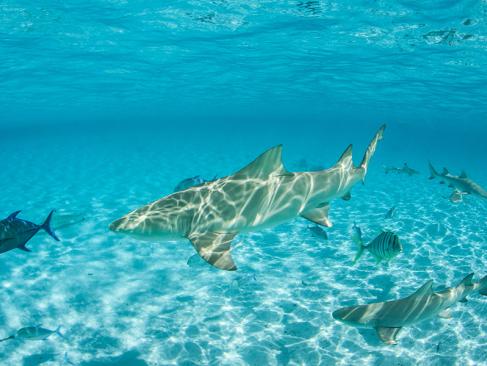 A Découvrir en Polynésie Française - Bora-Bora