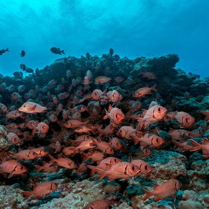 A Découvrir en Polynésie Française - Fakarava